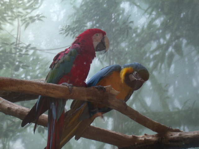 Blue-And-Yellow Macaw/Green-Winged Macaw