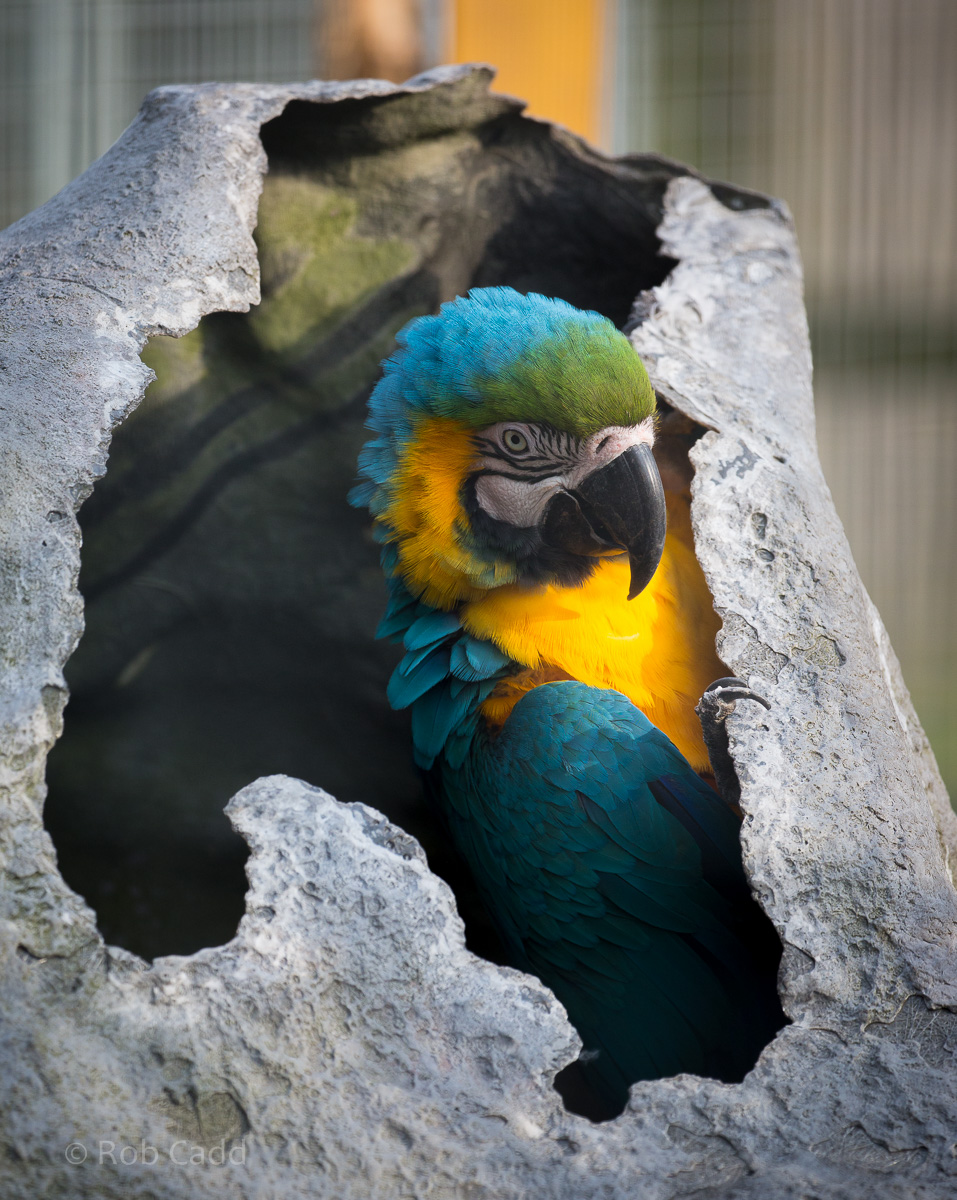 Blue-and-yellow macaw : Hamerton : 03 Apr 2016
