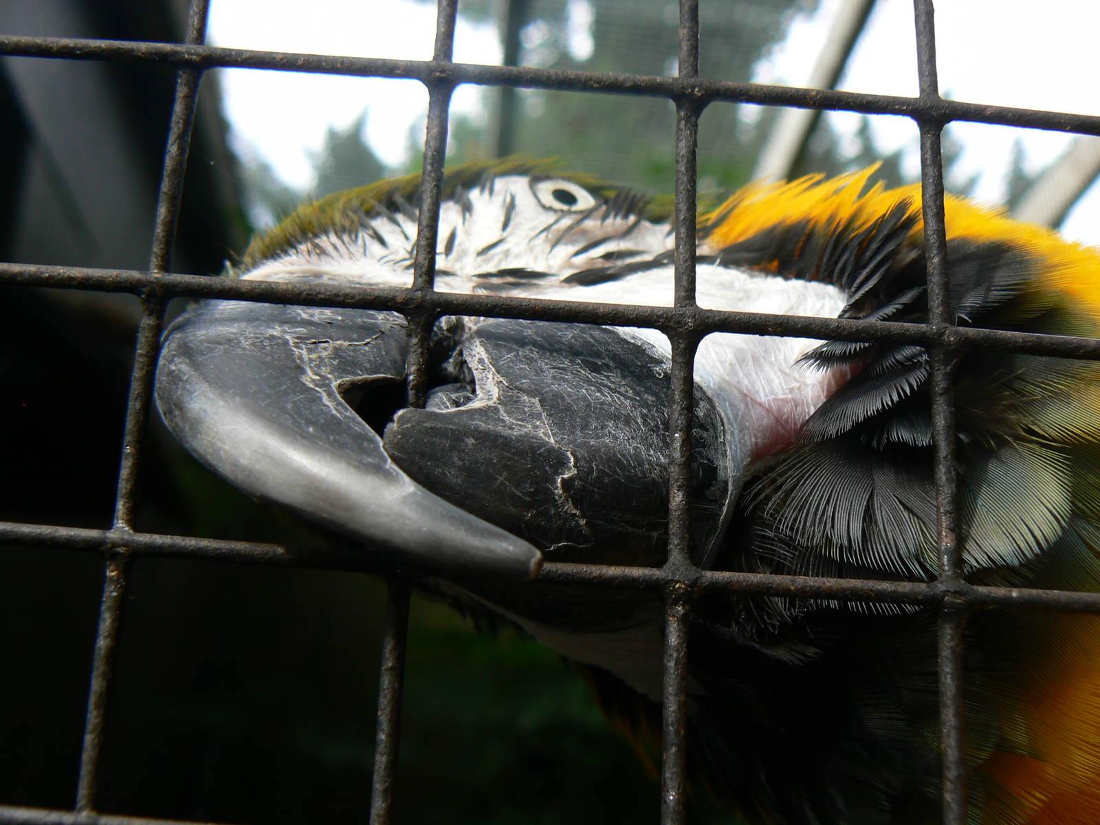 Blue-and-yellow Macaw Head