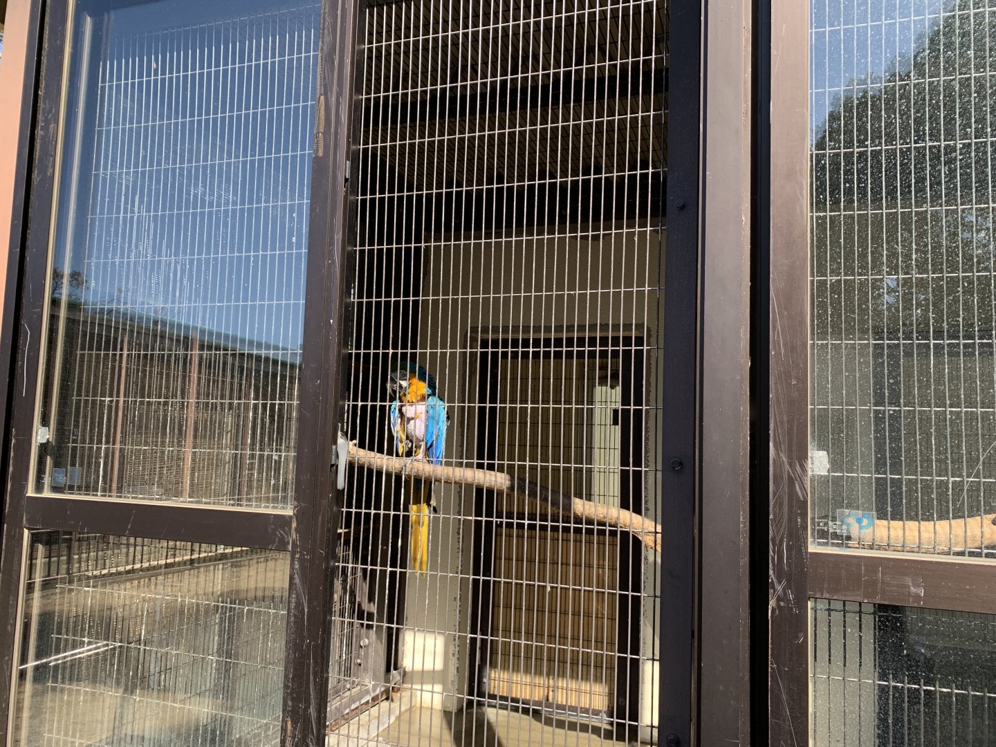 Blue-and-yellow Macaw (Himeji City Zoo)