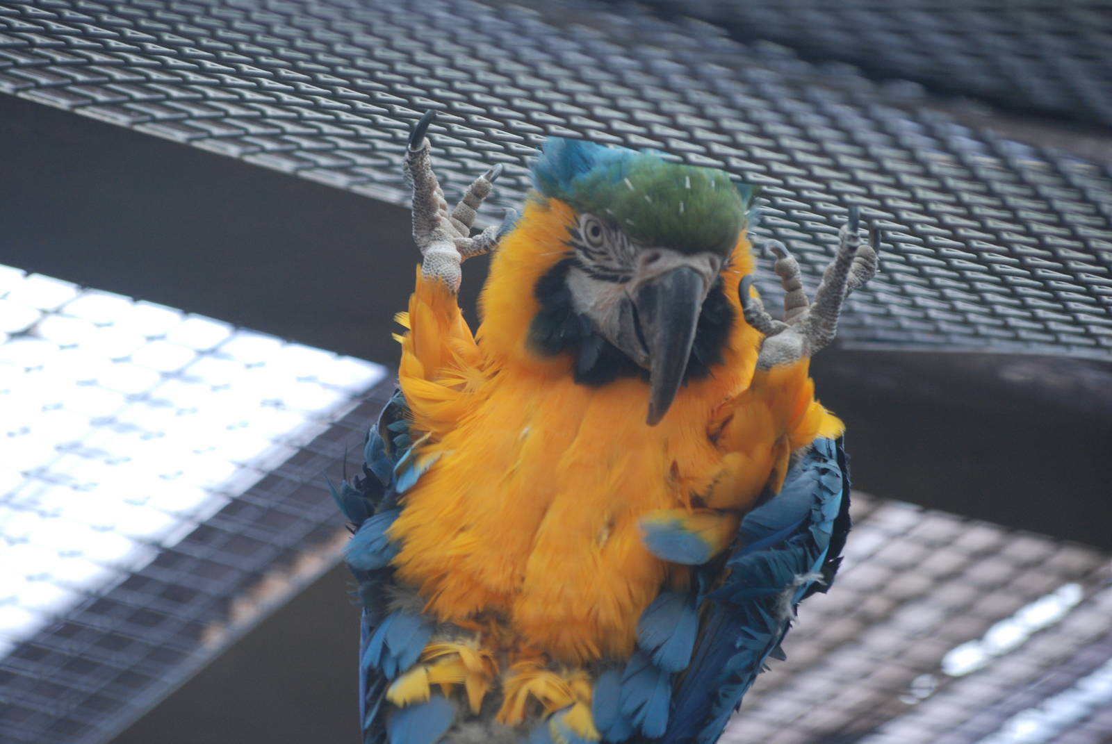 Blue-and-yellow macaw in an awkward position