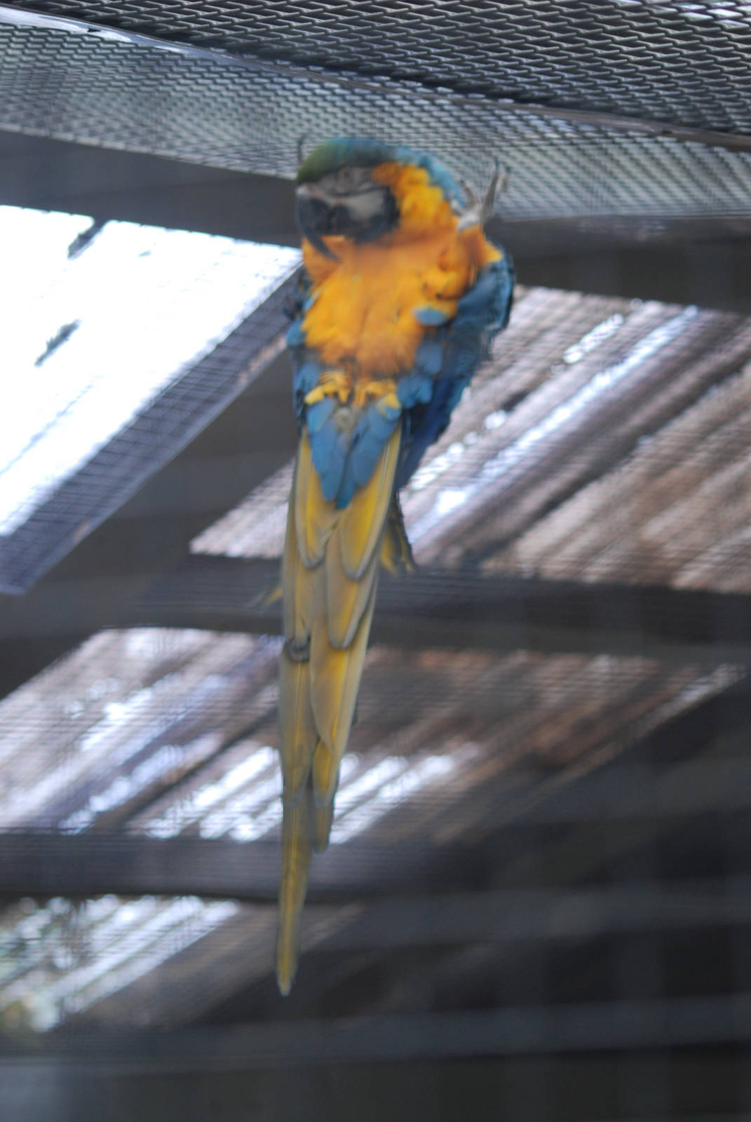 Blue-and-yellow macaw in an awkward position