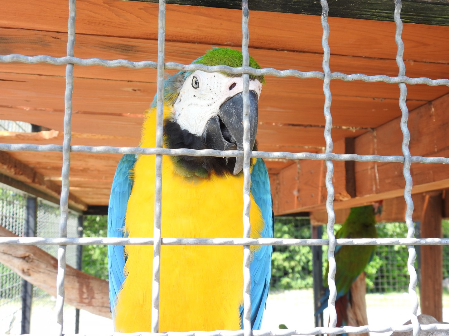 Blue-and-yellow macaw in cage