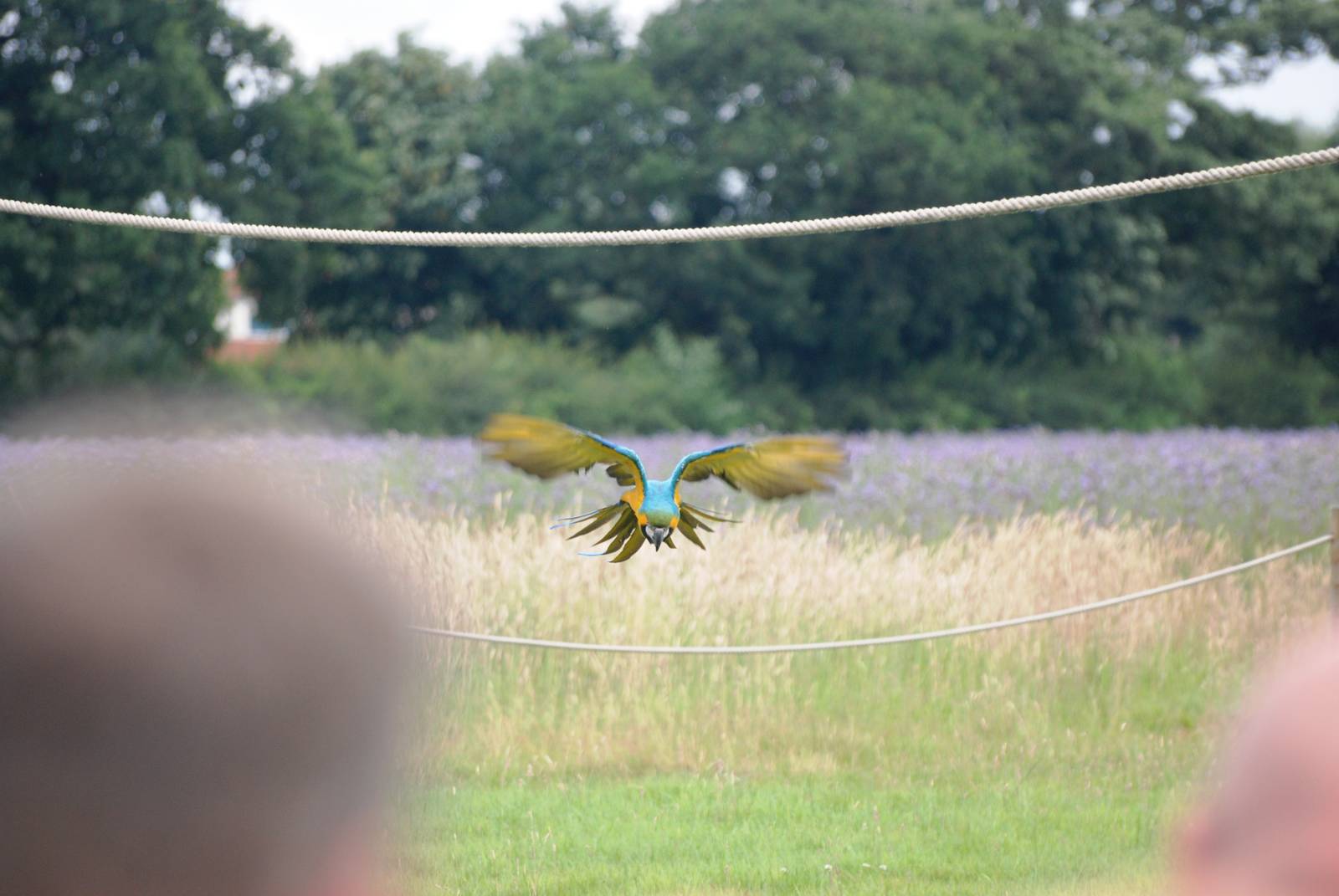 Blue and Yellow Macaw in Flight at Yorkshire WP, 05/08/12