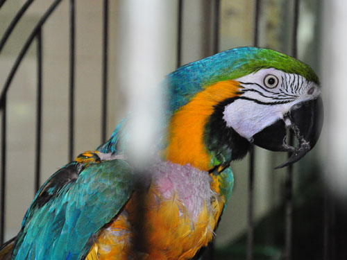 Blue-and-yellow Macaw in Kishinev Zoo