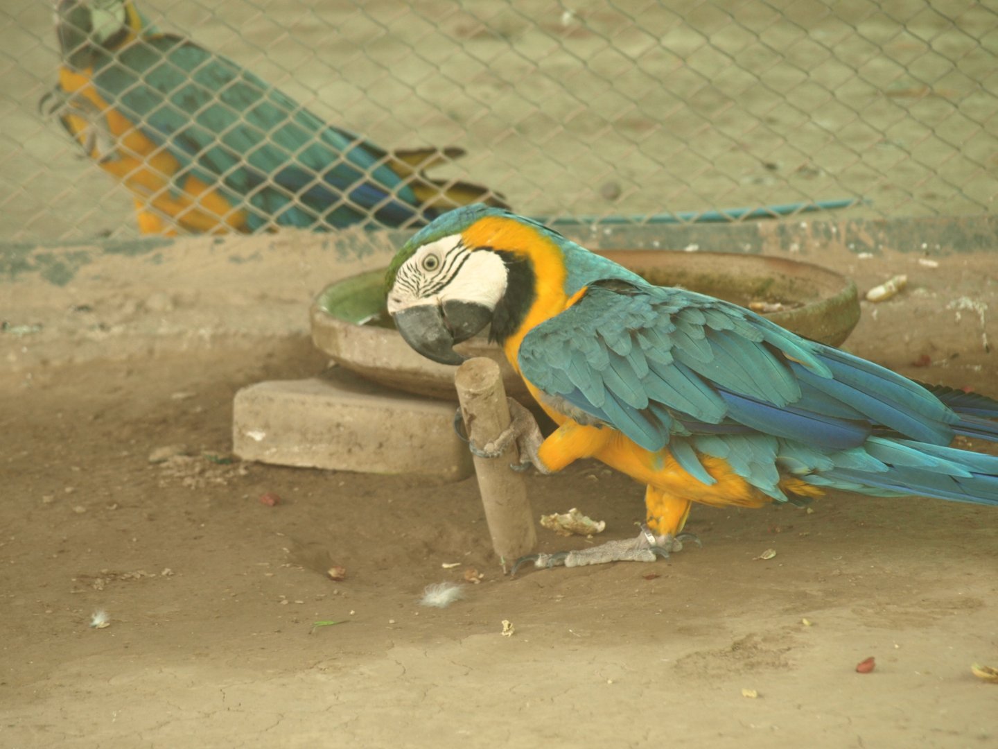Blue-and-yellow macaw - Peshawar Zoo 22/7/2018
