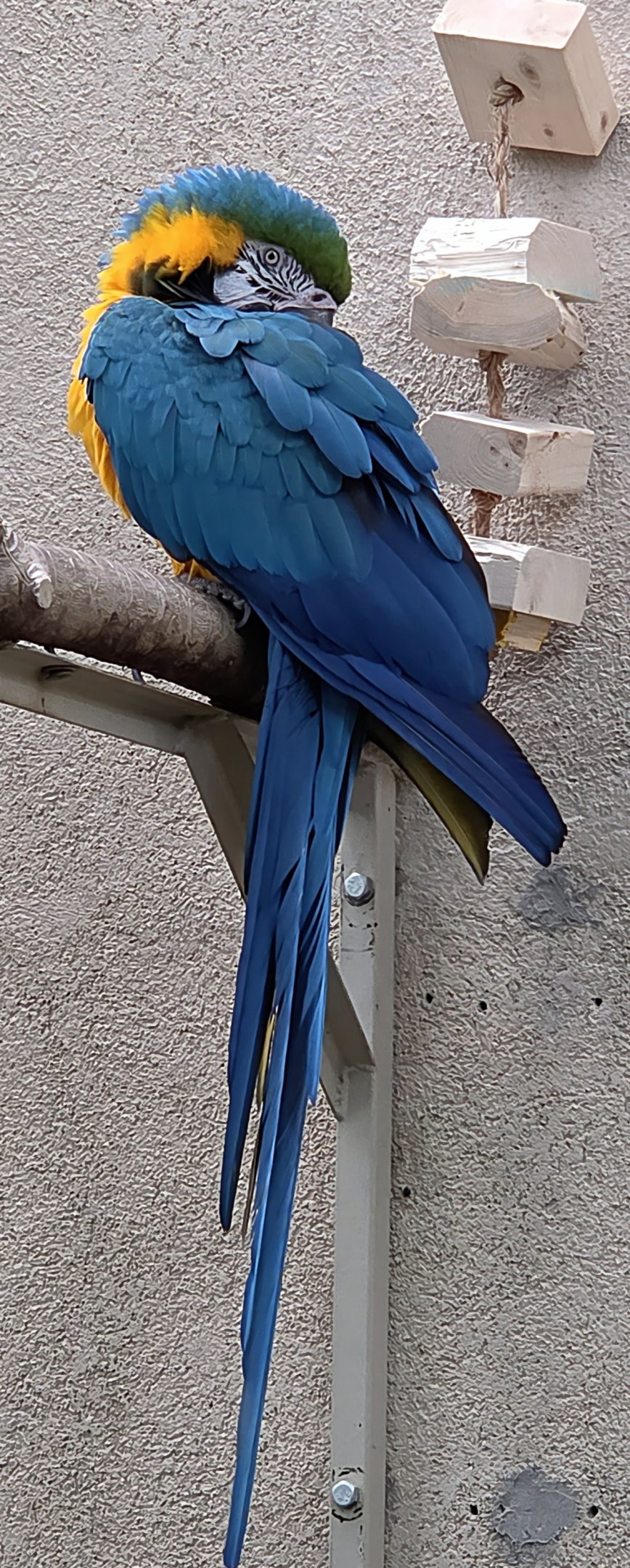 Blue And Yellow Macaw-Reptile Gardens