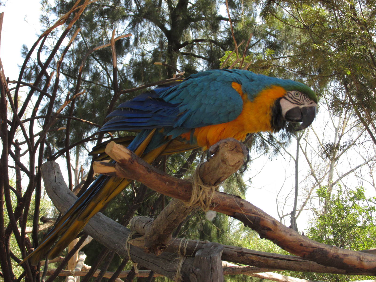 blue and yellow macaw san juan de aragon zoo