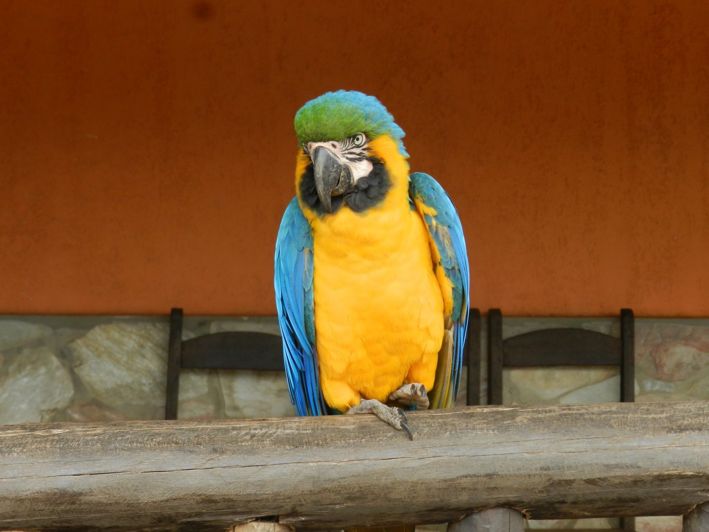 Blue-and-yellow-macaw - Serra do cipó, Brazil