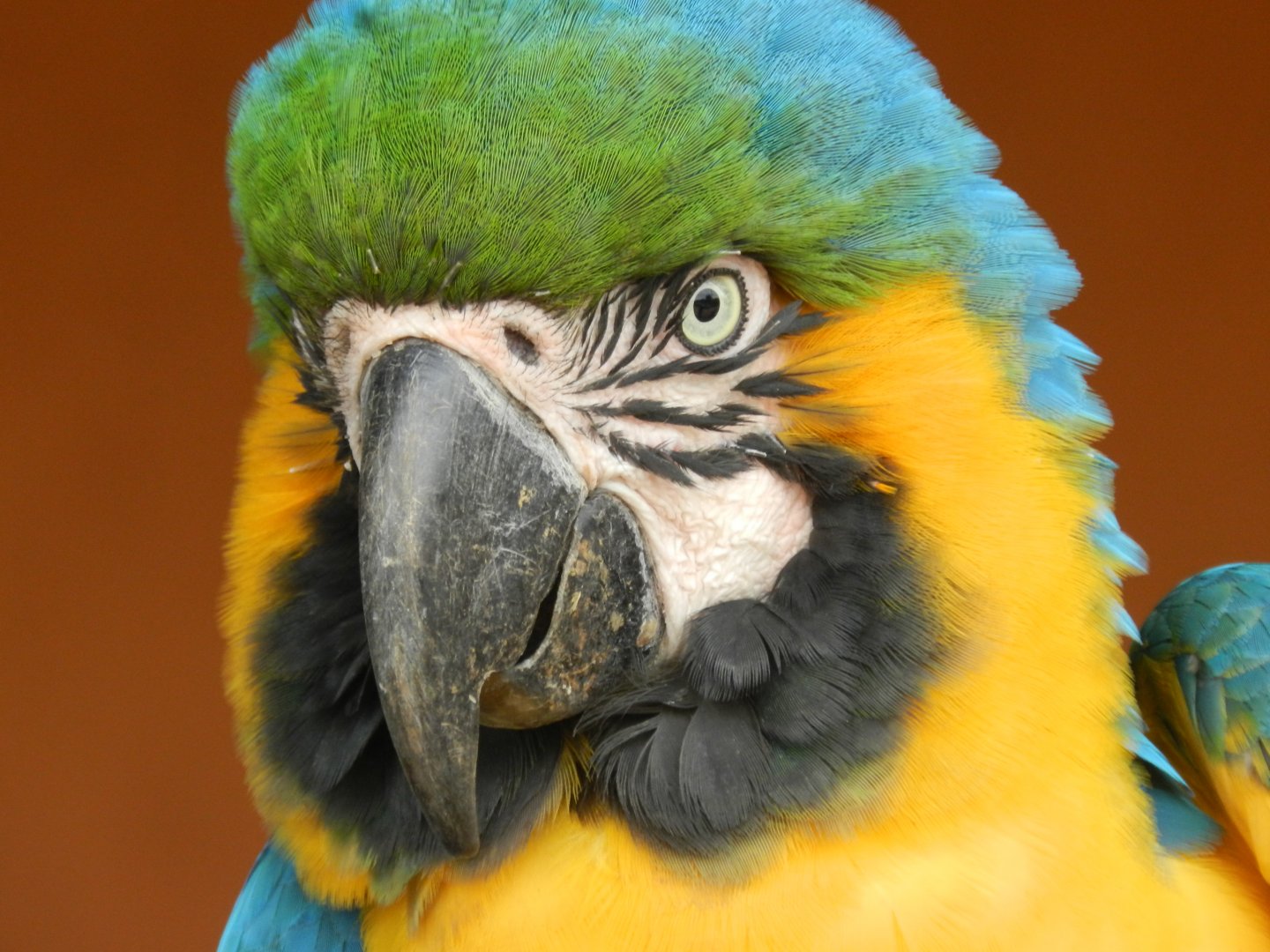 Blue-and-yellow-macaw - Serra do cipó, Brazil