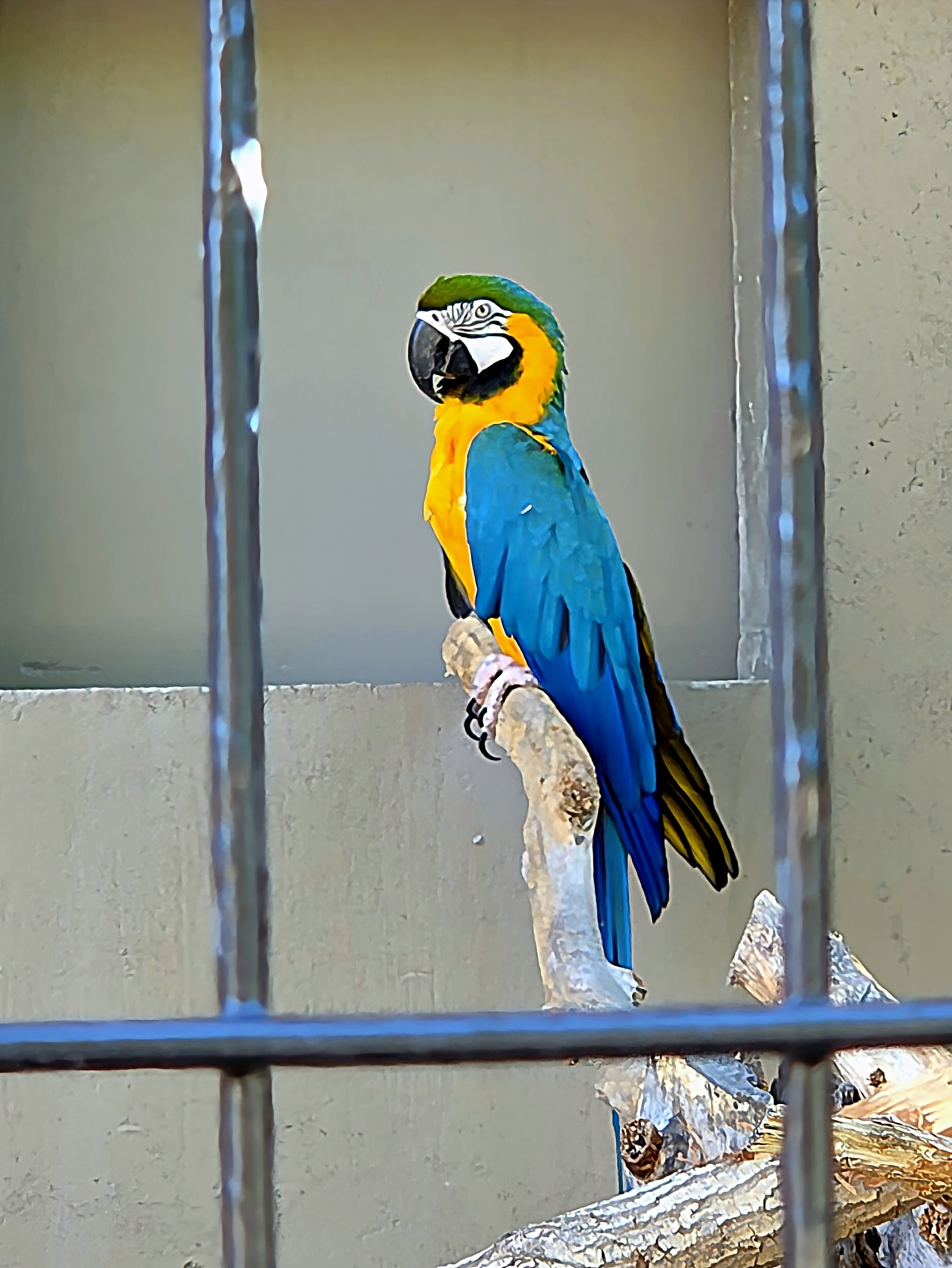 Blue And Yellow Macaw-Tanganyika Wildlife Park
