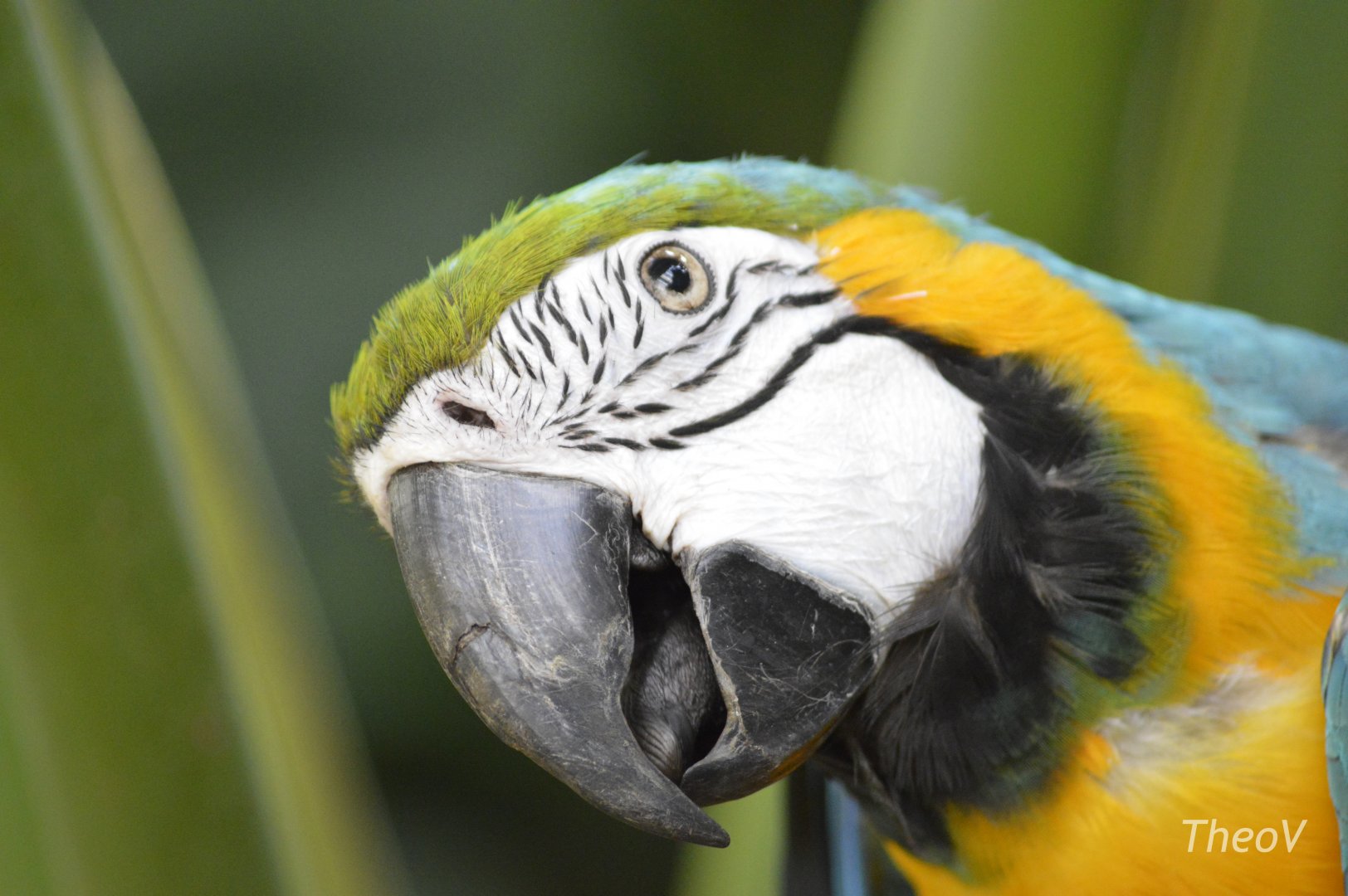 Blue-and-yellow macaw - Tropic Zone [2017]