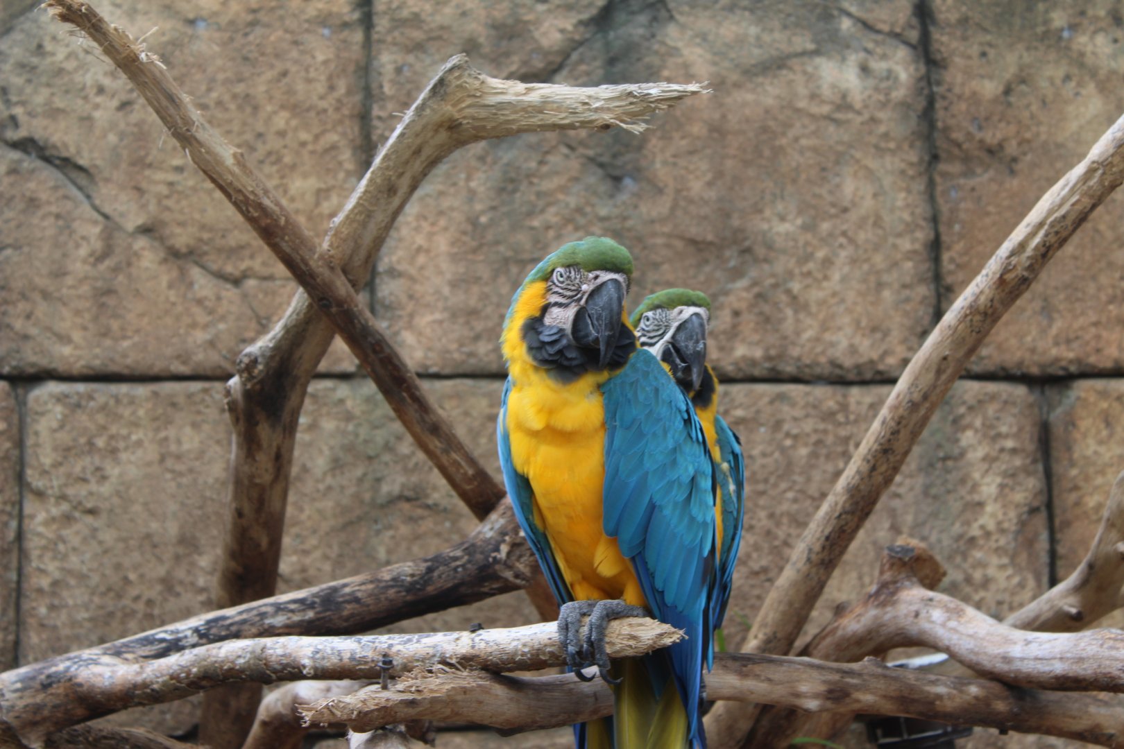 Blue and Yellow Macaw - Tropics of the Ameircas