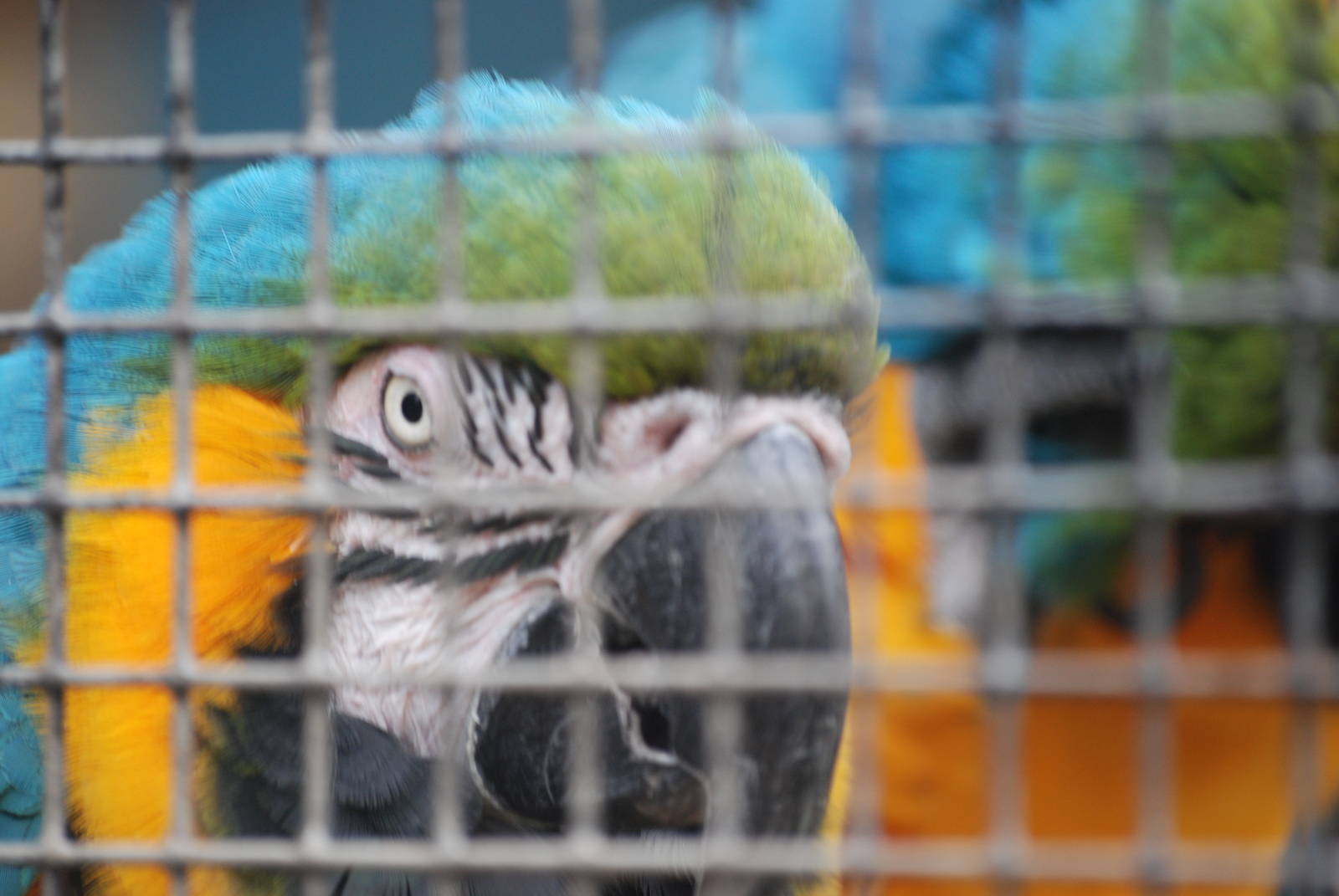 Blue-and-yellow macaw