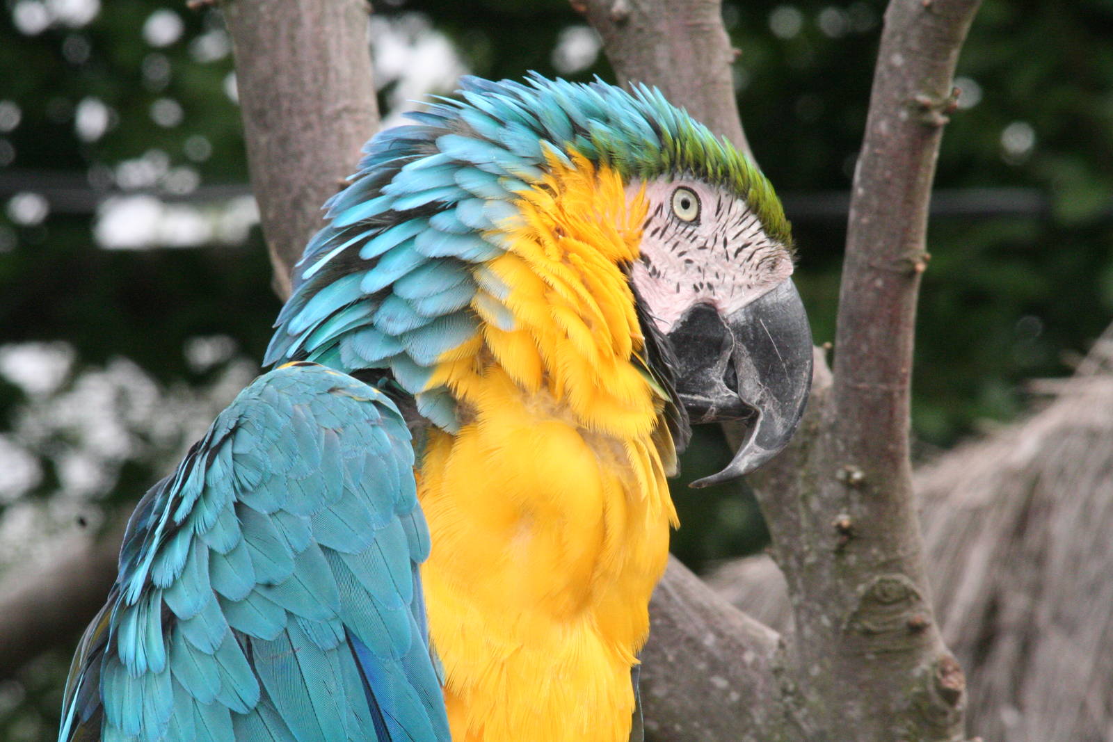 blue and yellow macaw