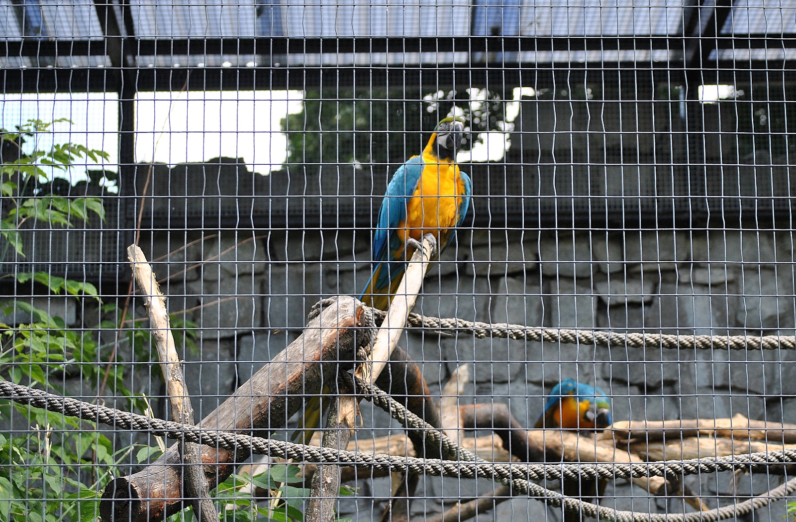 Blue and Yellow Macaw