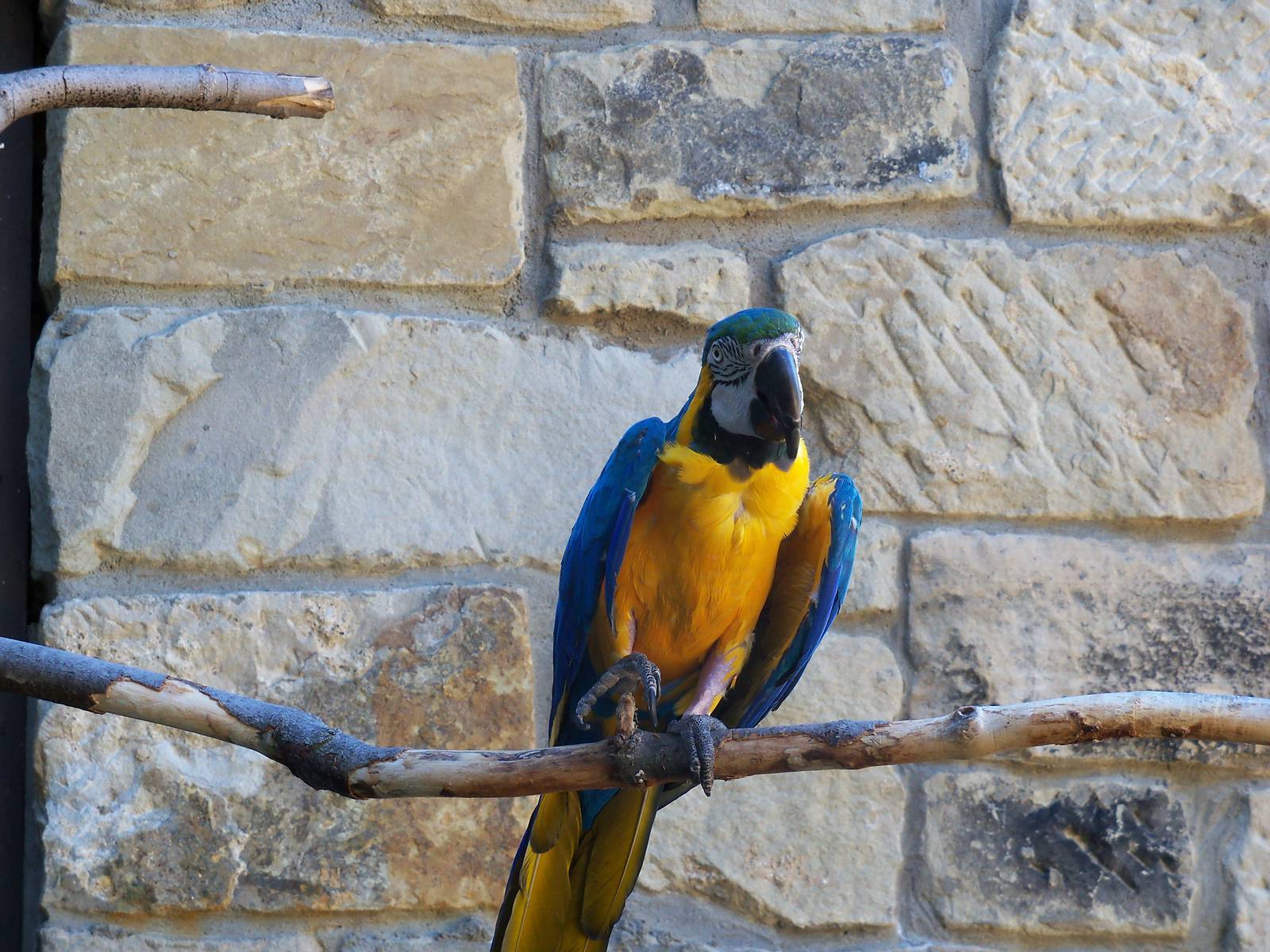 Blue and Yellow Macaw