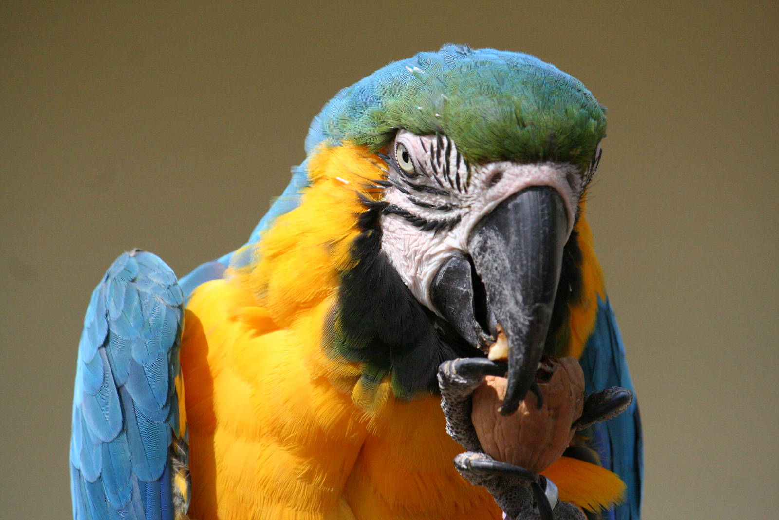 Blue and Yellow Macaw