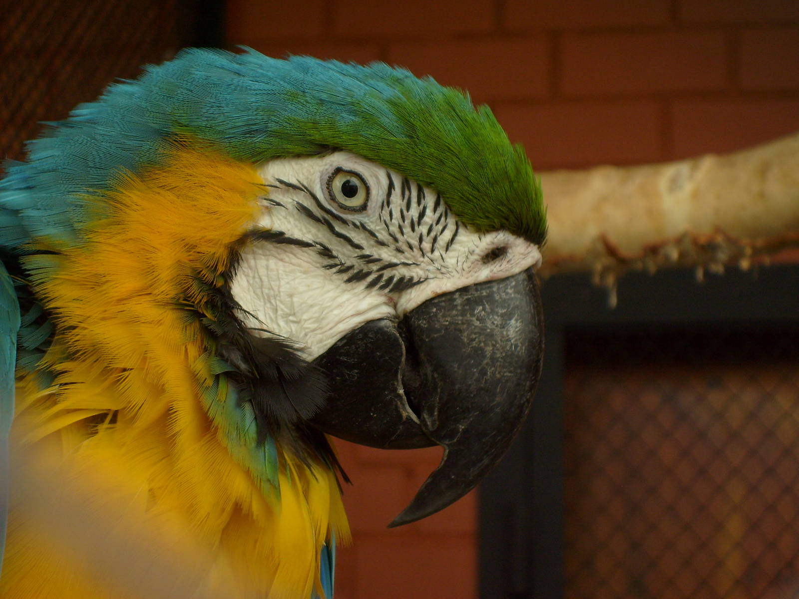 Blue-and-yellow macaw