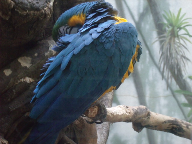 Blue-And-Yellow Macaw