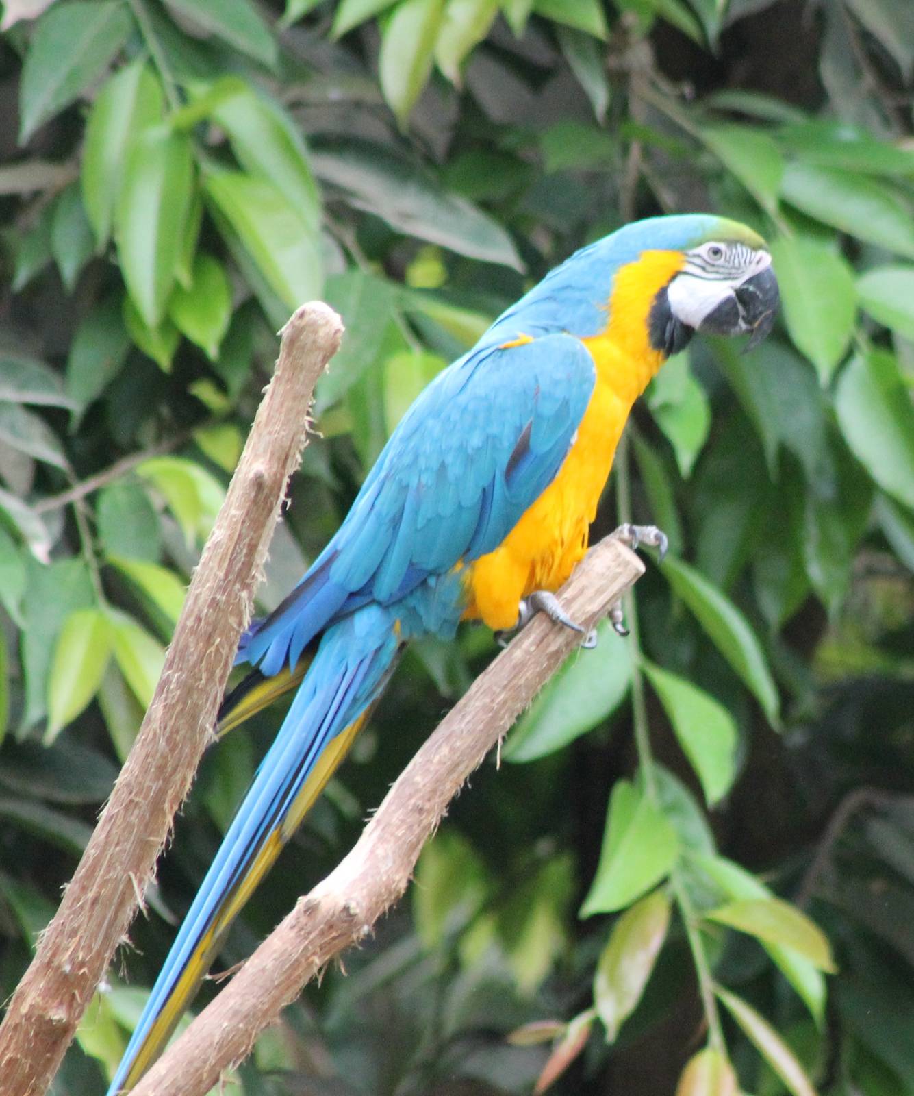 Blue and yellow macaw