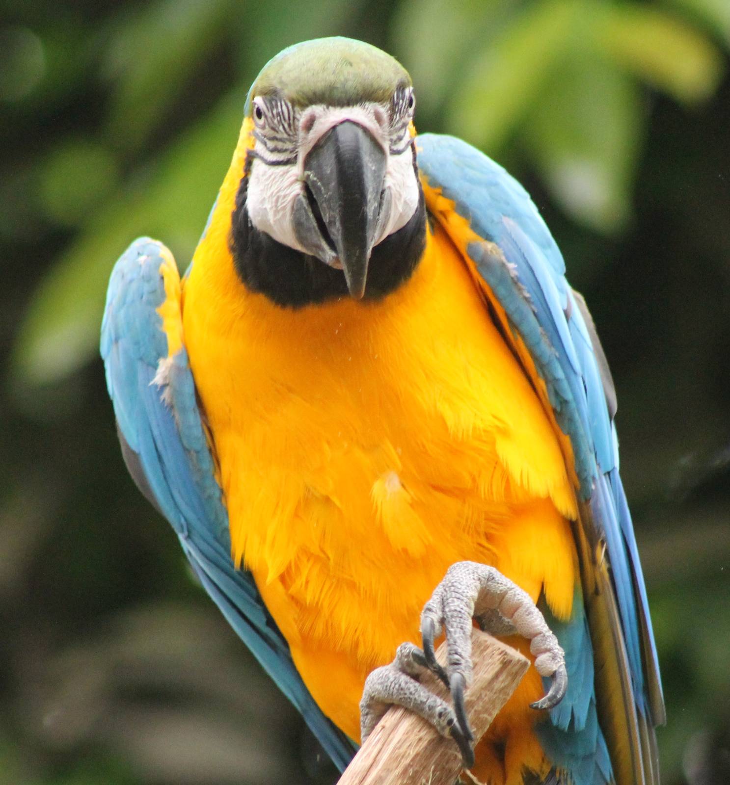 Blue and yellow macaw