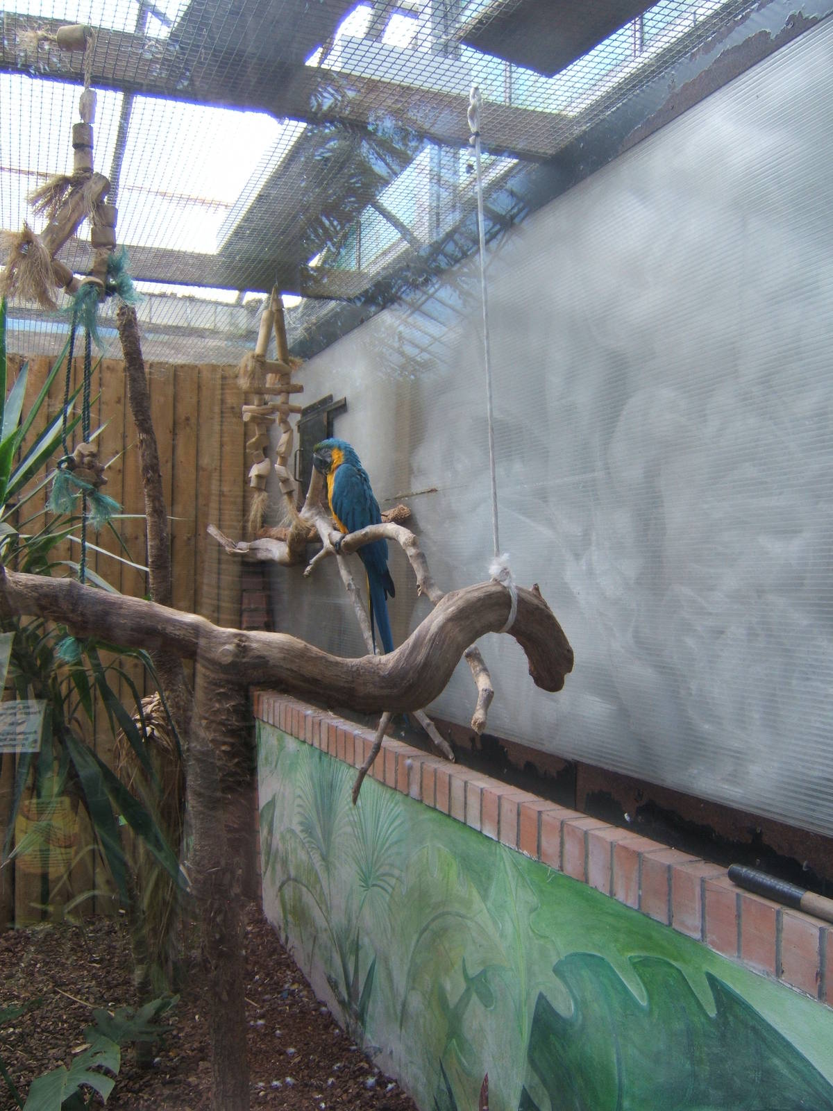 Blue and Yellow Macaw