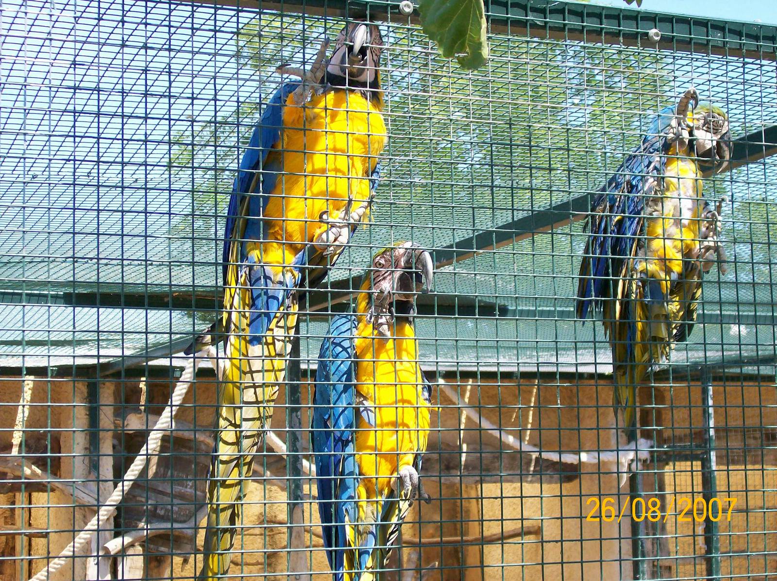 Blue-and-yellow macaw