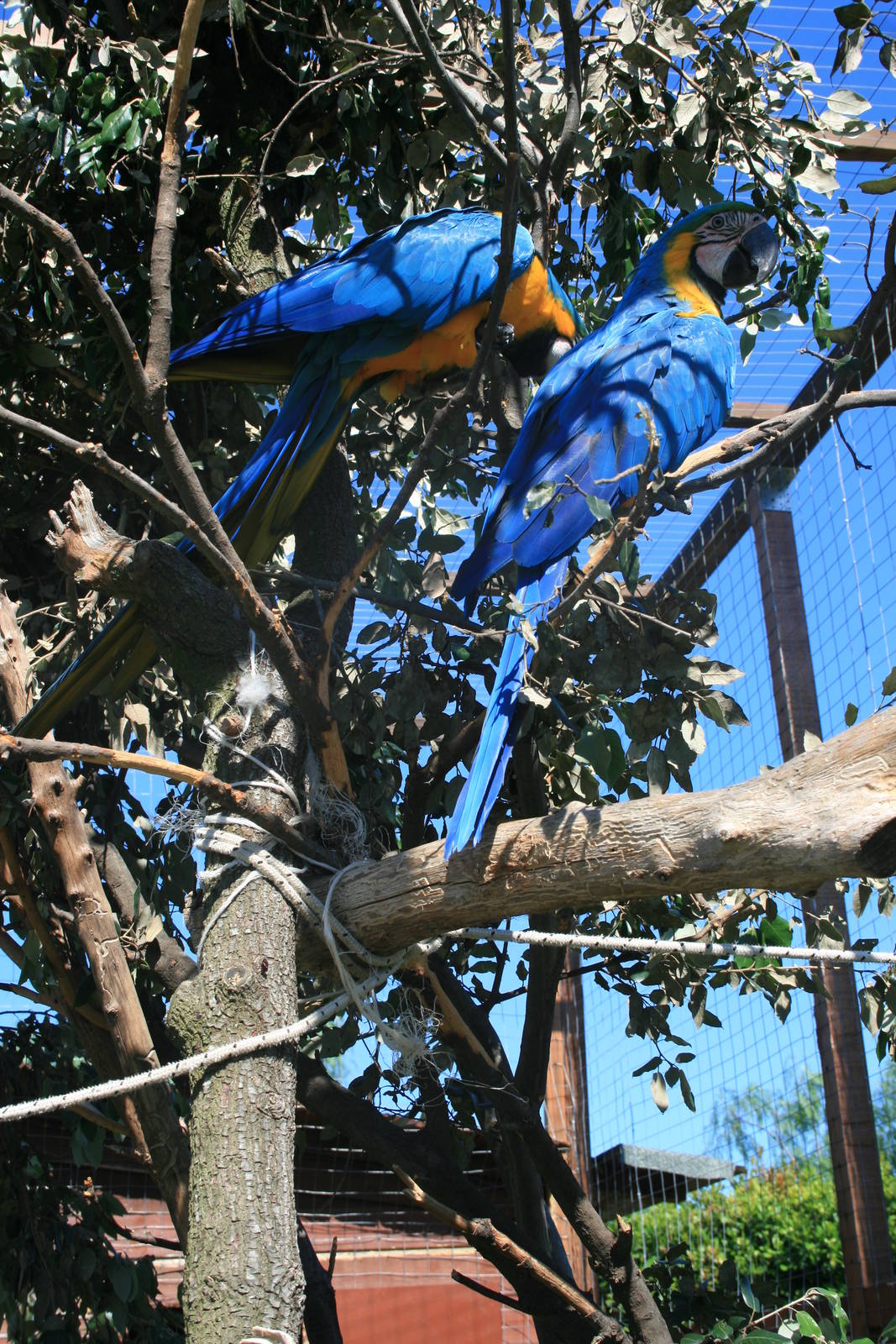 Blue and yellow macaw