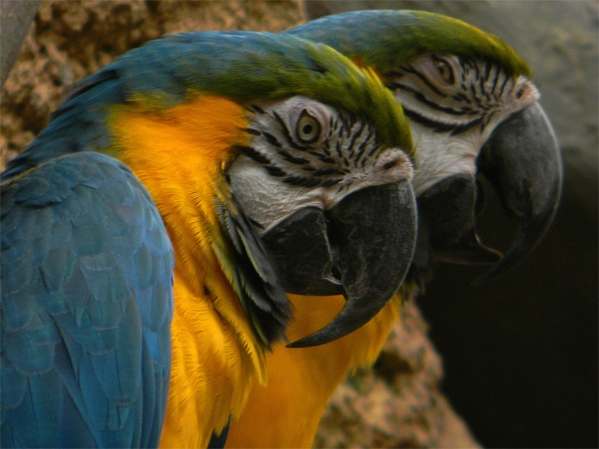 Blue-and-yellow macaw