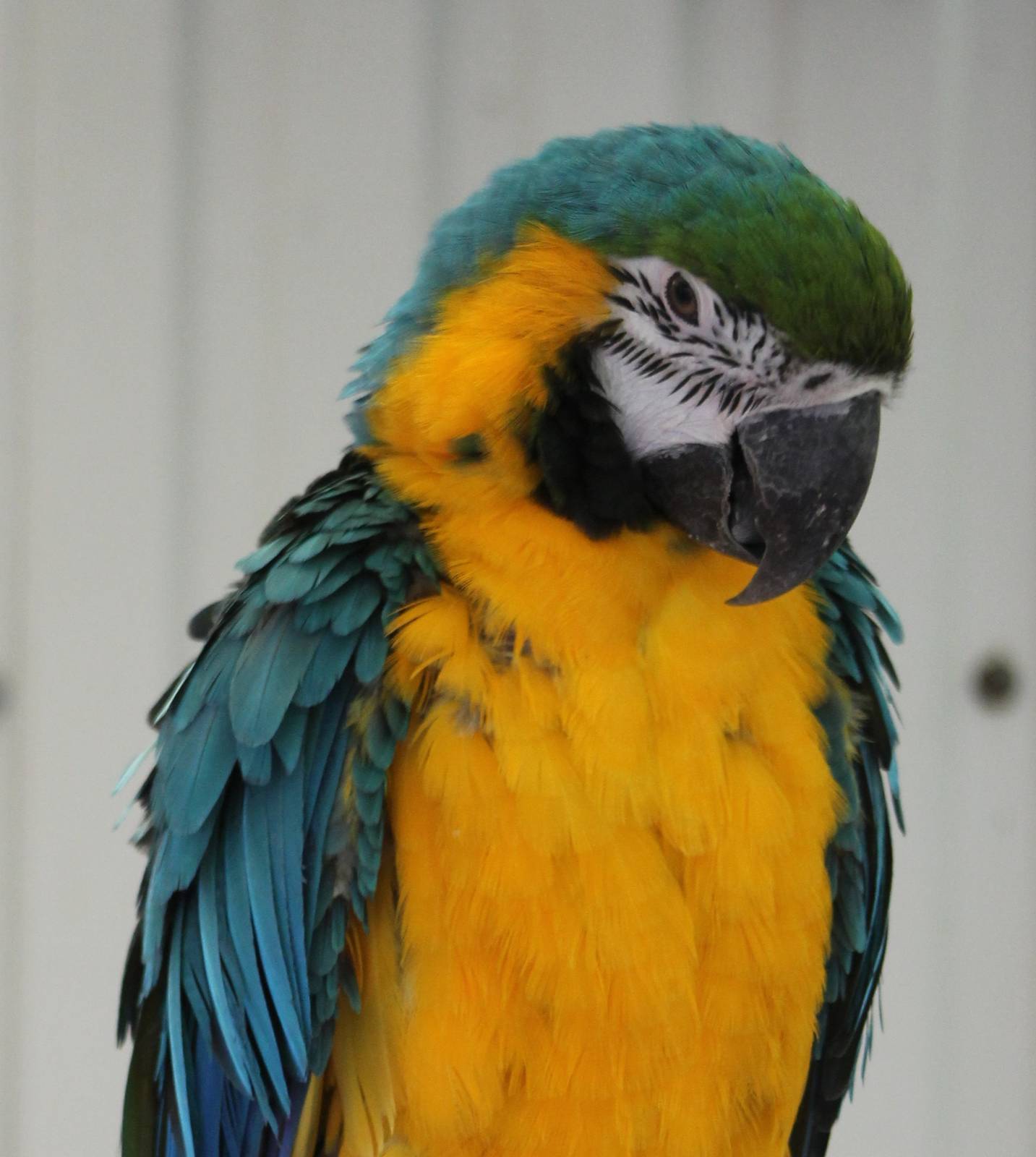 Blue and yellow macaw