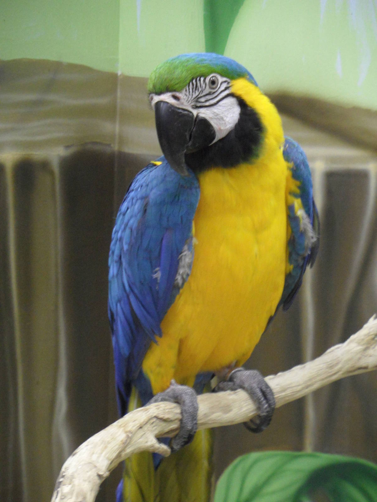 Blue-and-yellow macaw
