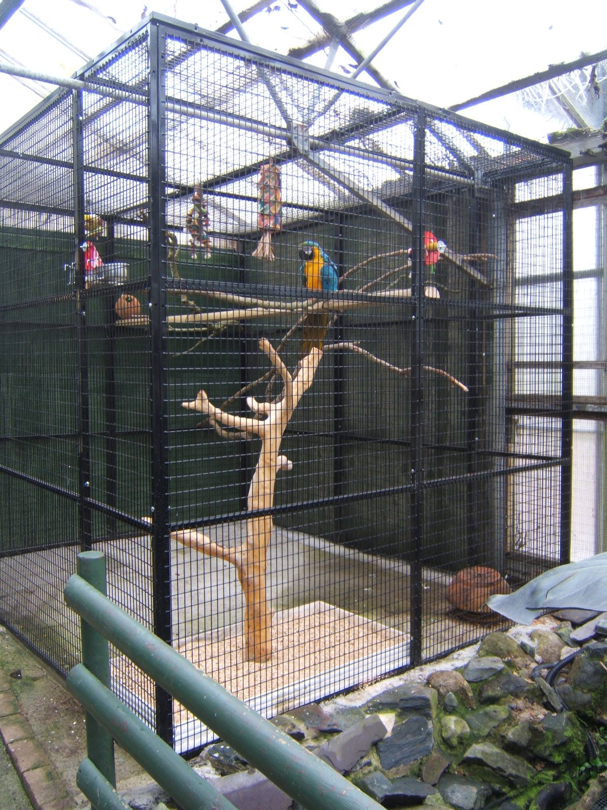 Blue and Yellow Macaw