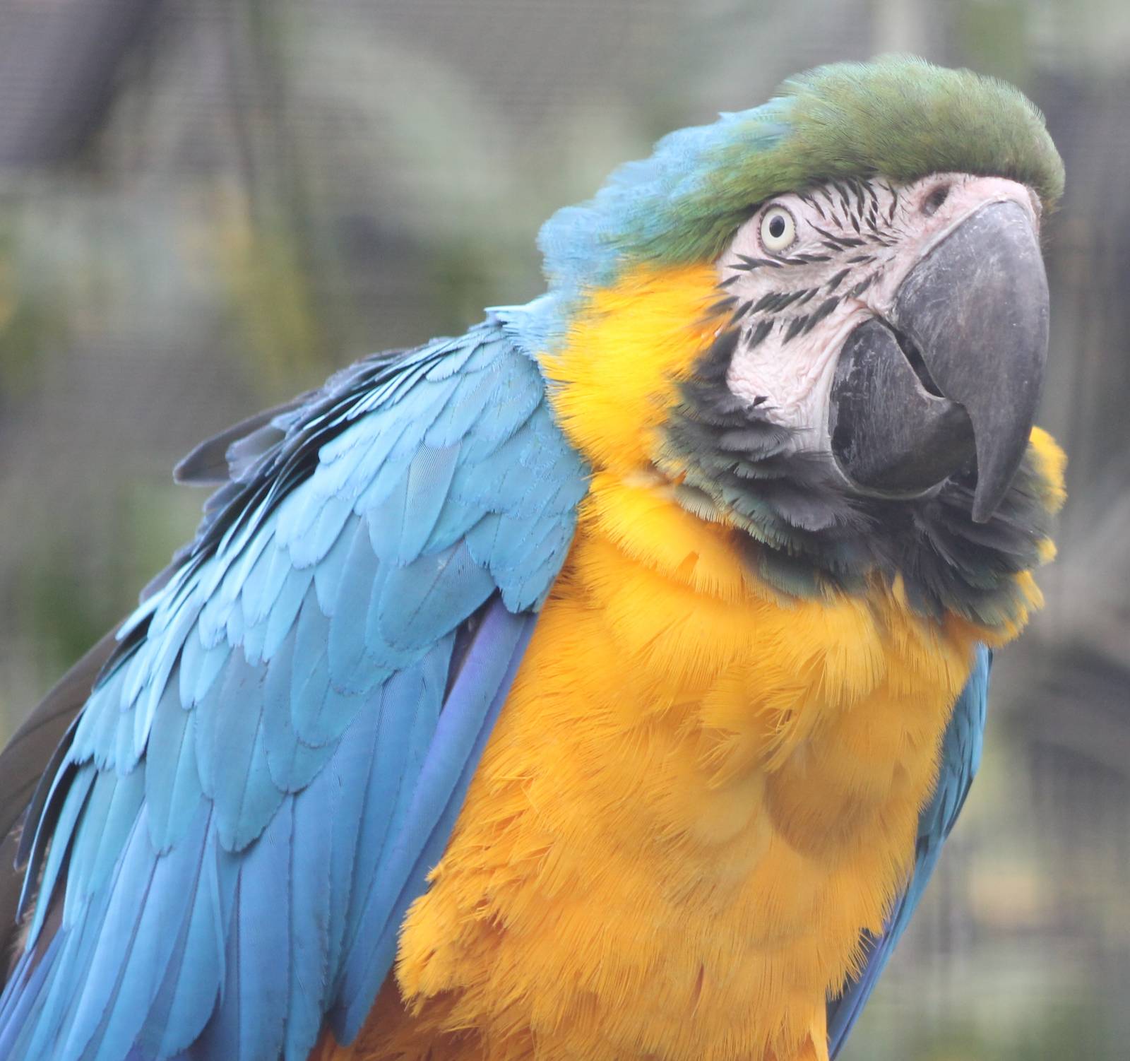Blue and yellow macaw