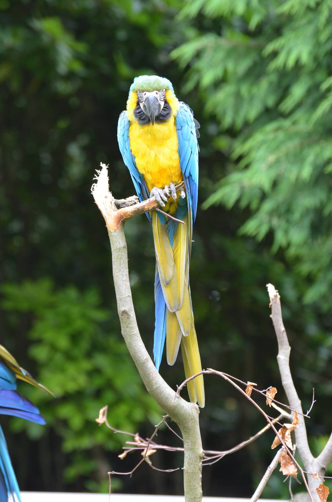 Blue-and-yellow macaw