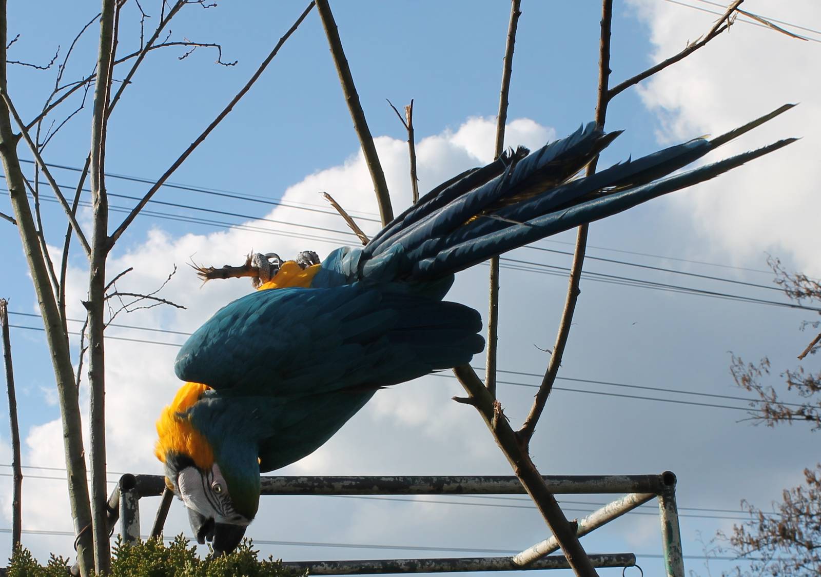 Blue and yellow macaw