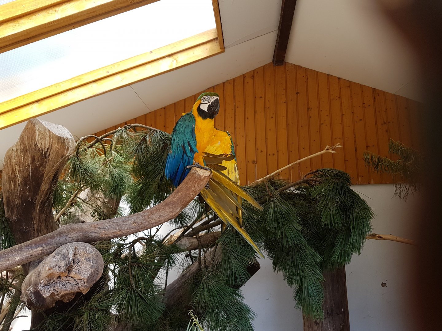Blue-and-yellow macaw