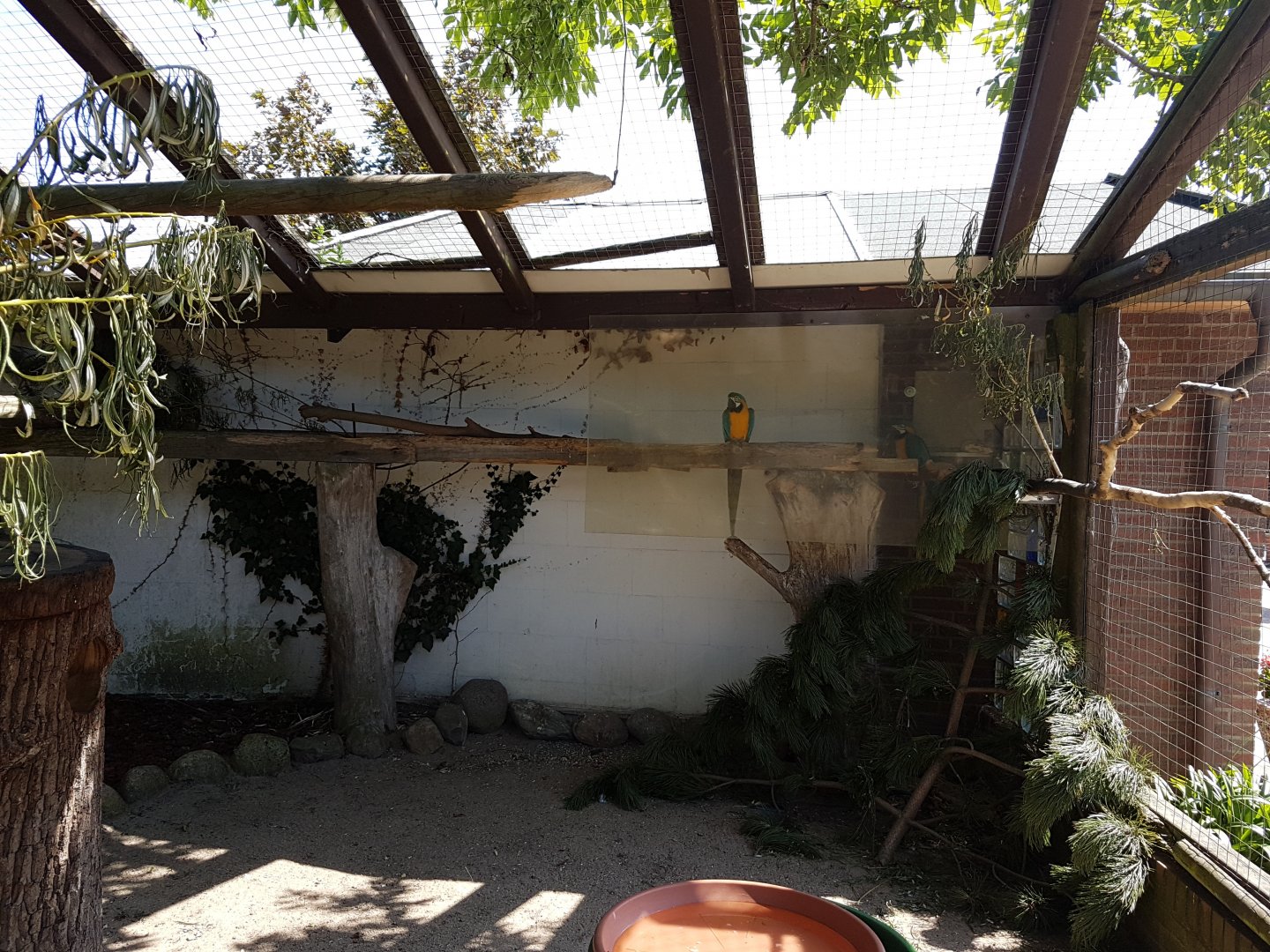 Blue-and-yellow macaw