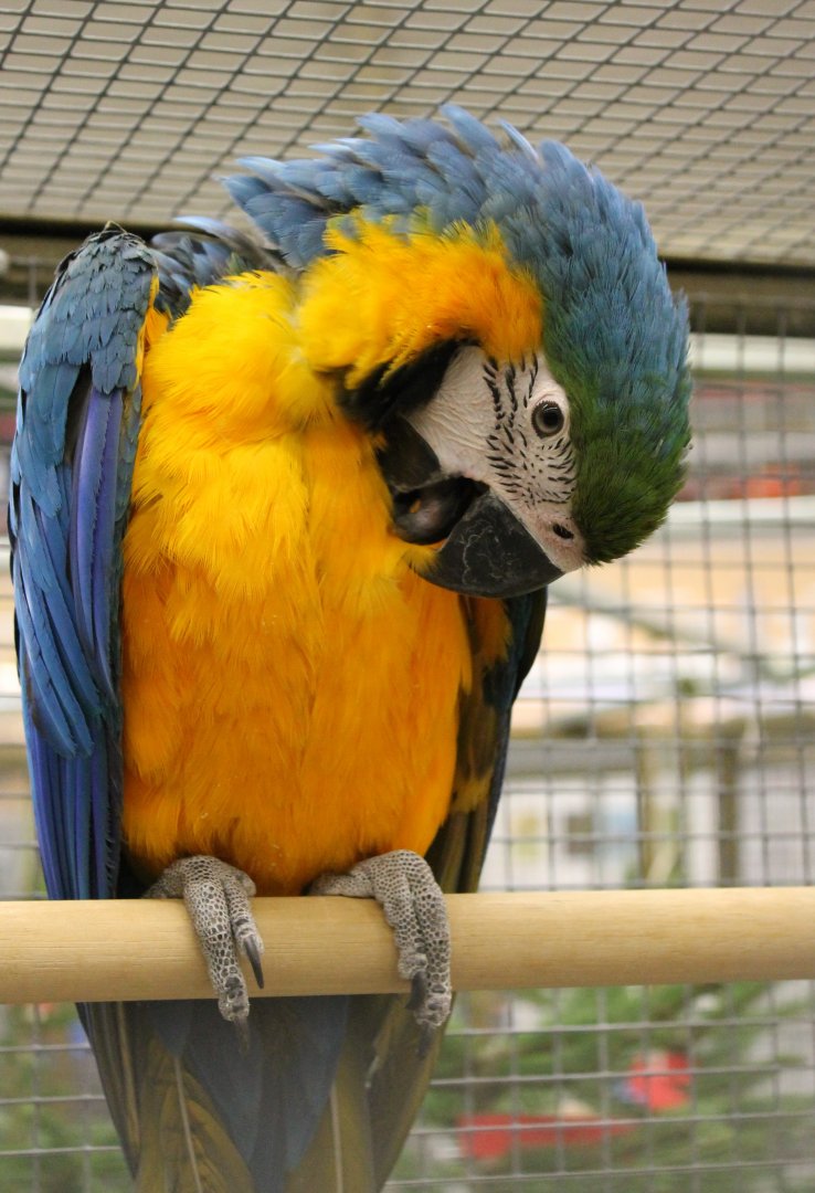 Blue-and-yellow macaw