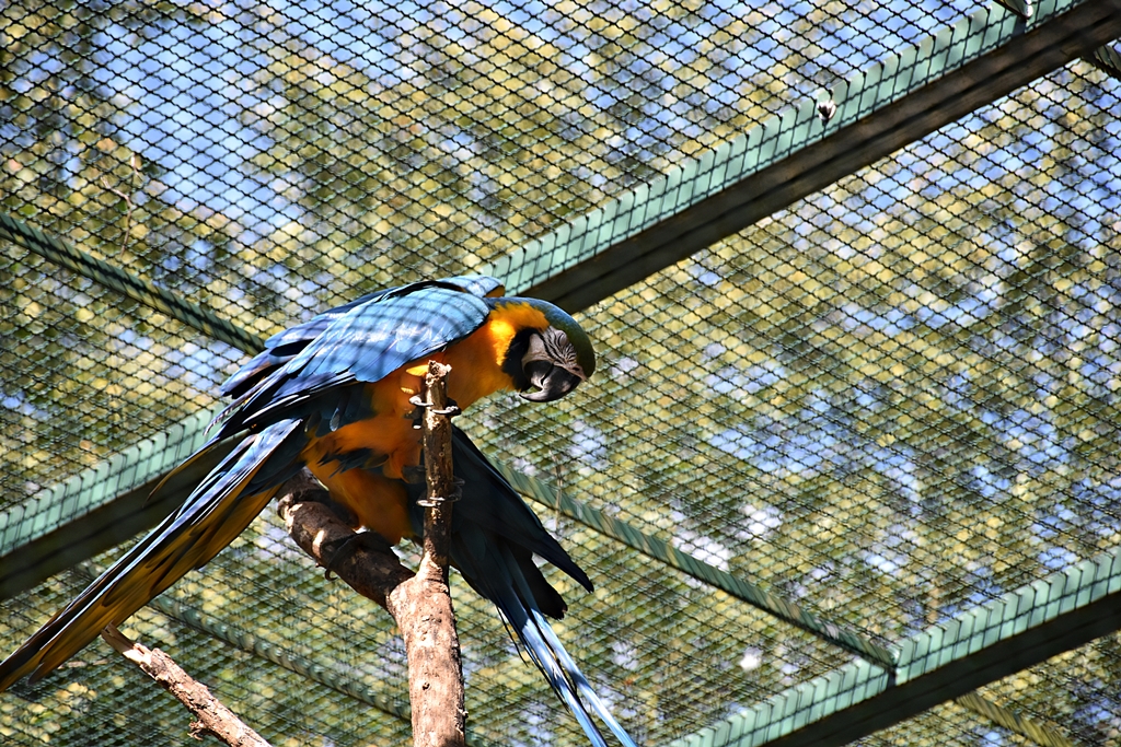 Blue-and-yellow macaw
