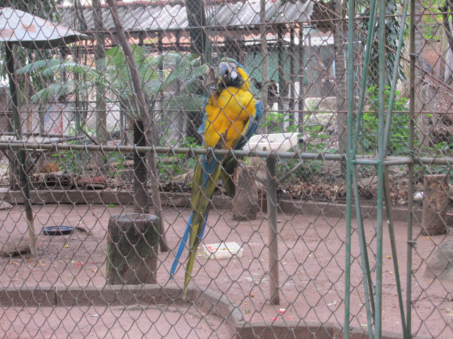 blue and yellow macaw