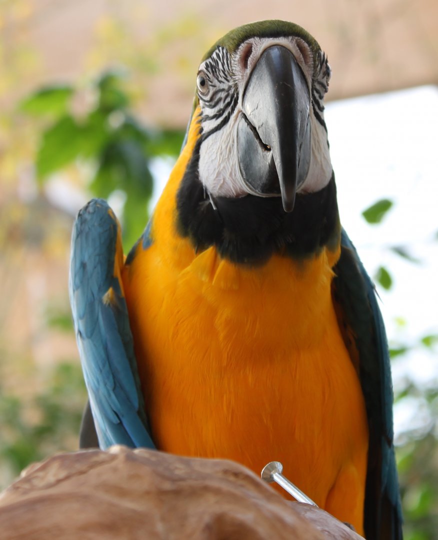 Blue and yellow macaw