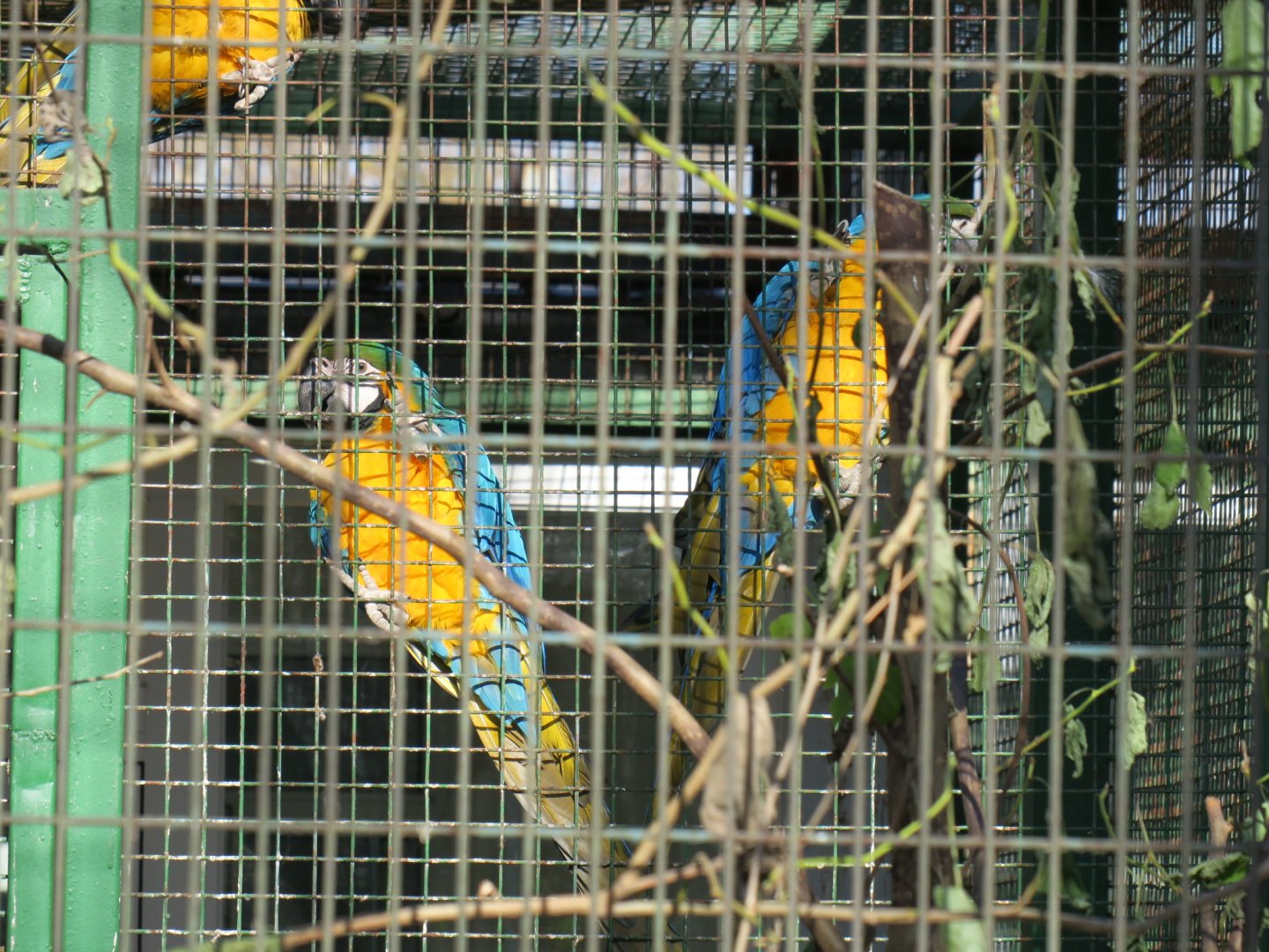 Blue-and-yellow macaw