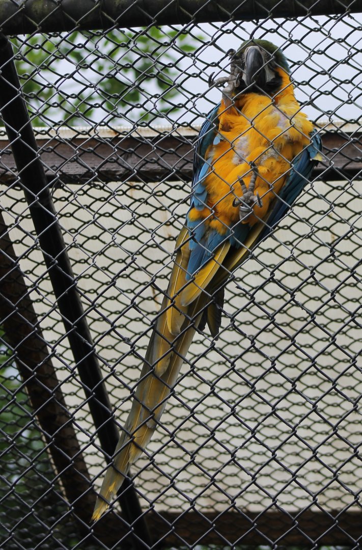 Blue-and-yellow macaw