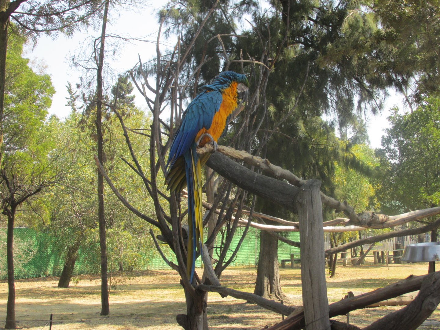 blue and yellow macaw