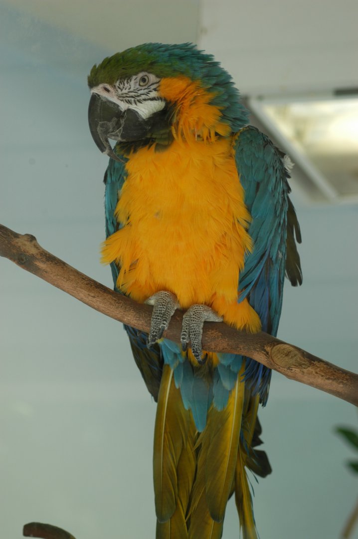 Blue and Yellow Macaw