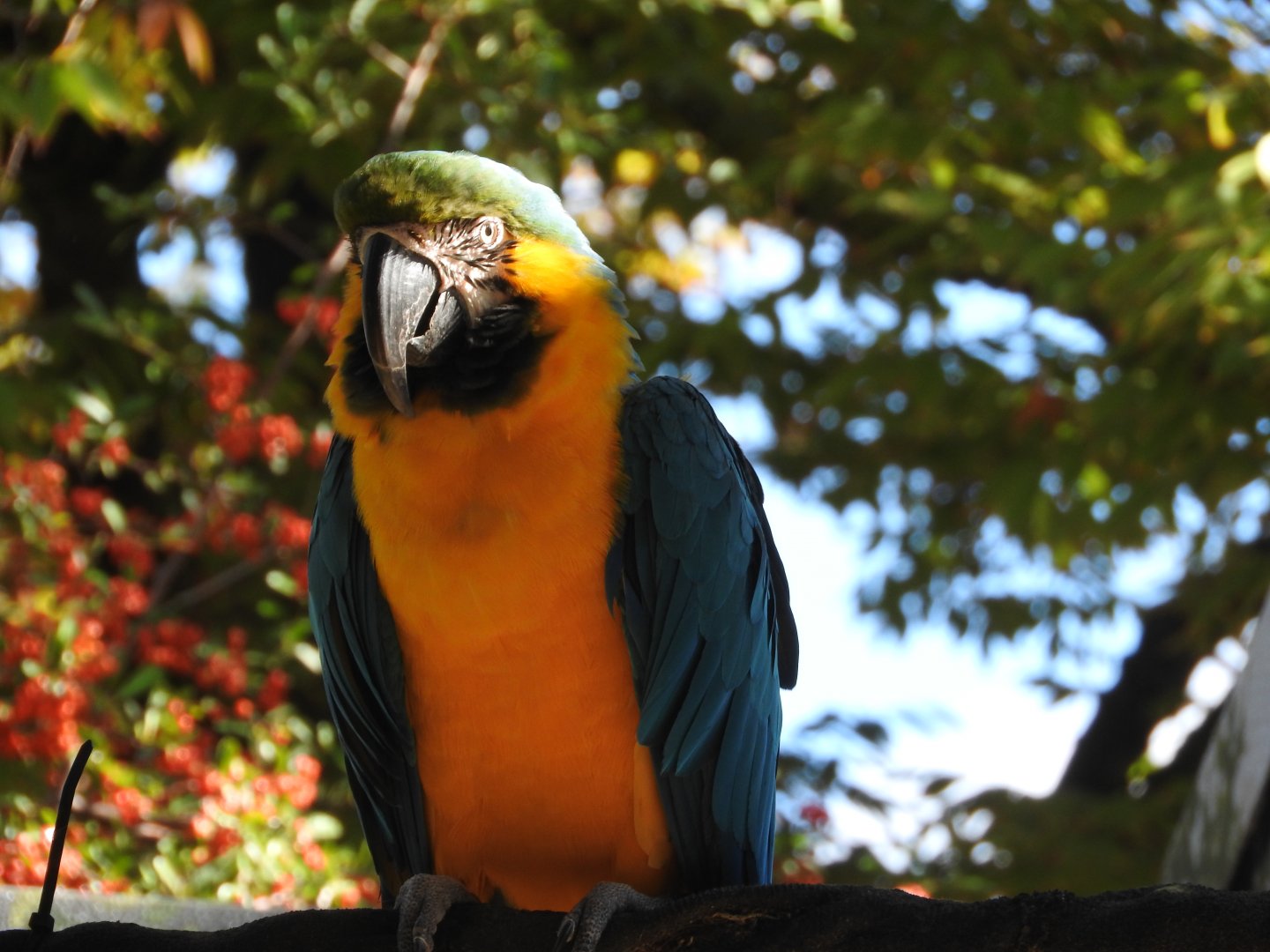 Blue and Yellow Macaw