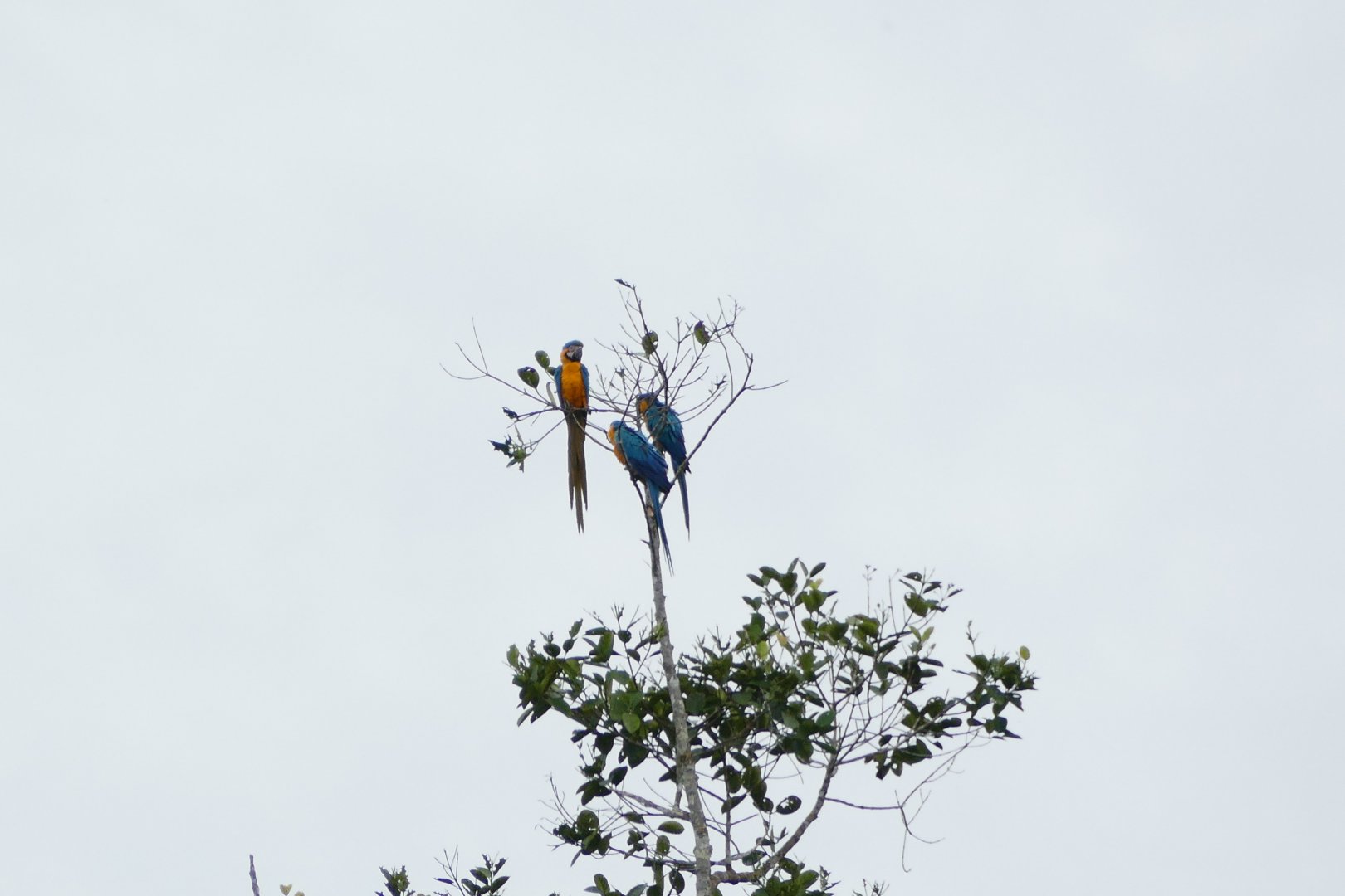 Blue-and-yellow macaw
