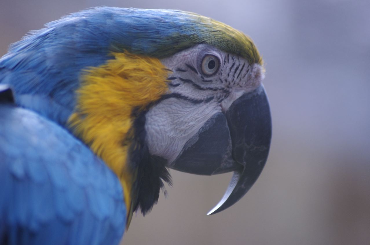Blue and Yellow macaw