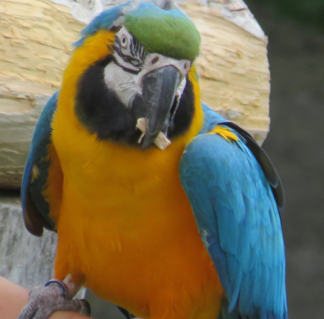 Blue-and-yellow macaw
